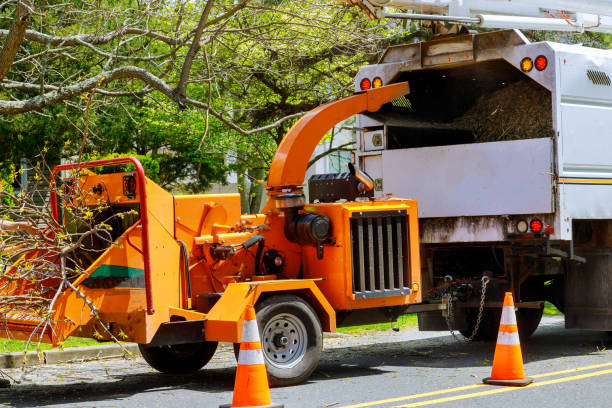 Best Lawn Dethatching Services  in USA